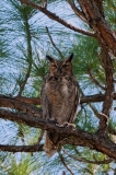 Great Horned Owl Cape Coral Florida