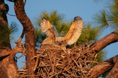 Great Horned Owl Chick Tests Wings Punta Gorda Florida