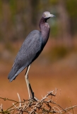 Little Blue Heron Babcock-Webb Wildlife Management Area Florida