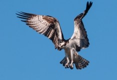 Osprey Approaching Nest Pine Island Florida