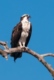 Osprey Calling While Guarding Nest  Pine Island Florida