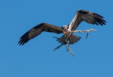 Osprey Gathering Nesting Material Pine Island Florida