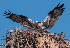 Osprey Landing in Nest Pine Island Florida