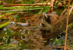 Racoon vs Water Moccasin Corkscrew Swamp Sanctuary Florida_