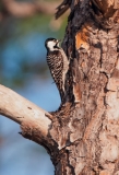 Red-cockaded Woodpecker on Tree Trunk  Babcock-Webb Wildlife Management Area Florida