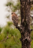 Red-shouldered Hawk Corkscrew Swamp Sanctuary Florida