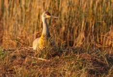 Sandhill Crane Sitting on Nest Punta Gorda Florida