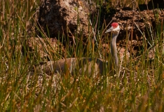 Sandhill Crane Sitting on Nest Two  Babcock-Webb Wildlife Management Area Florida