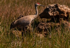 Sandhill Crane Standing Over Egg in Nest Two Babcock-Webb Wildlife Management Area Florida