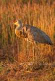 Sandhill Crane Standing Over Nest Punta Gorda Florida