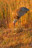 Sandhill Crane Turning Egg Punta Gorda Florida