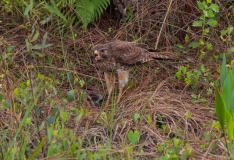 Sharp-shinned Hawk Snake It's What's for Dinner