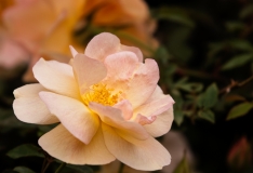 Antique Yellow and Pink Bloom