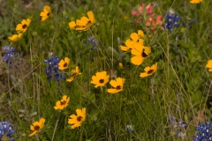 Assorted Wildflowers Brenham, Texas