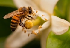 Bee on an Orange Blossom Aransas Pass Texas