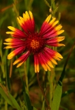 Blanketflower, Elgin Texas