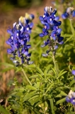 Blue Bonnets McKinney Falls State Park, Texas