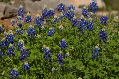 Bluebonnets Ladybird Johnson Wildflower Center Meadow Trail Austin, Texas