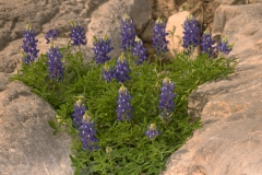 Bluebonnets Pedernales Falls State Park, Texas