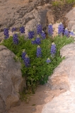 Bluebonnets in Rock Outcropping Pedernales State Park, Texas