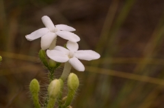 Bull Nettle - St. Edwards Park Austin, Texas