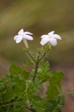 Bull Nettle - St. Edwards Park Austin, Texas