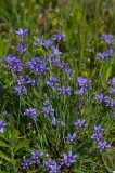 Dotted  Blue-eyed Grass Pedernales Falls State Park