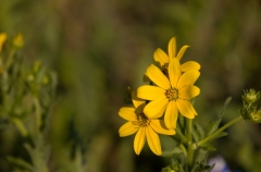 Engelmann’s Daisy - McKinney Falls State Park Austin, Texas