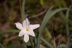 Evening-Star Rain Lily - McKinney Falls State Park, Texas