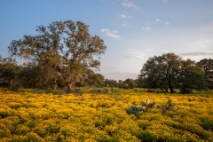 Field of Threadleaf Groundsel Austin Texas