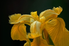 Iris Bloom Mulitiple Exposures Austin, Texas