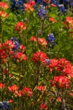 Paint Brushes and Bluebonnets Ladybird Johnson Wildflower Center Meadow Trail Austin, Texas_