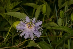 Passion Flower Brazos Bend State Park, Texas