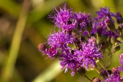 Plains Ironweed Austin, Texas