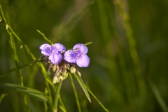 Prairie Spiderwort McKinney Falls State Park, Texas