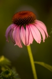 Purple Coneflower McKinney Falls State Park, Texas