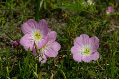 Showy Primrose Pedernales Falls State Park, Texas_