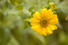 Simpson's Rosinweed - St. Edwards Park Austin, Texas