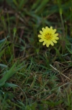 Texas Dandelion Brazos Bend State Park, Texas