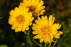 Texas Dandelion Elgin Texas