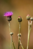 Texas Thistle - Beck's Preserve Round Rock, Texas