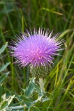 Texas Thistle Doe Skin Ranch Austin, Texas