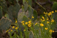 Threadleaf Groundsel - McKinney Falls State Park, Texas