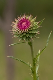 Unknown South Llano River State Park