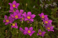 Violet Ruellia Flowers Dworaczyk Ranch