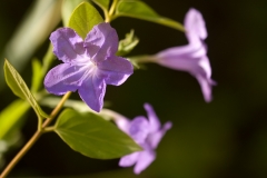 Violet Ruellia St. Edwards Park Austin, Texas