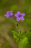 Violet RuelliaBrazos Bend State Park, Texas