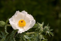 White Prickly Poppy McKinney Falls State Park, Texas