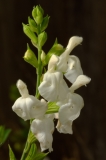 White Sage Austin, Texas