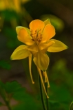 Yellow Columbine Ladybird Johnson Wildflower Center Austin, Texas